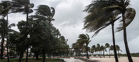Palm trees bending in strong wind