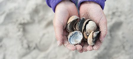 Hands holding seashells on sandy beach