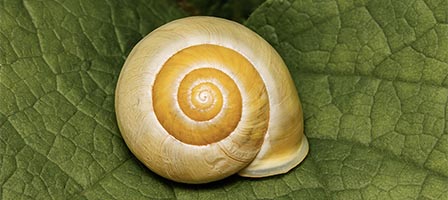 Snail shell with intricate spiral pattern.
