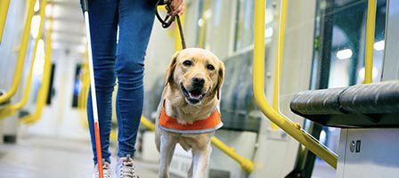 Assistance dog navigating subway platform