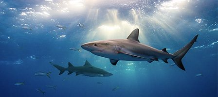 Sunlit ocean with swimming sharks