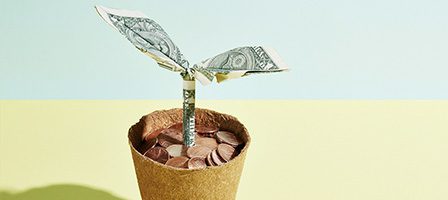 Money plant in a pot