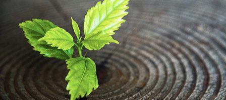 Green plant growing on tree stump